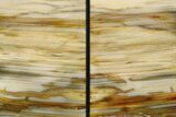 Tall, Colorful Petrified Wood Bookends - Washington #274845-2